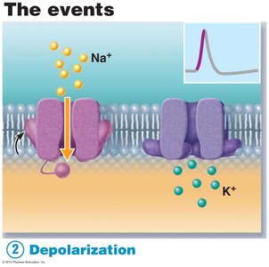 Repolarization step