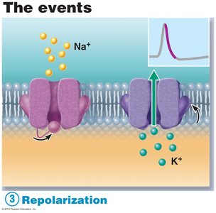 Hyperpolarization step