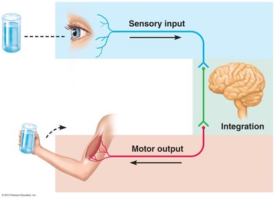 Diagram of sensory input, integration, and motor output