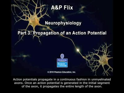 Propagation of action potential