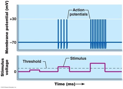 Refractory periods graph