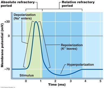 Conduction velocity factors