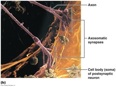 Synaptic connections