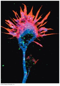Fluorescent image of an astrocyte