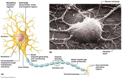 Structure of a motor neuron