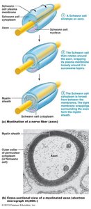Myelination of a nerve fiber by Schwann cells