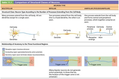 Comparison of structural classes of neurons