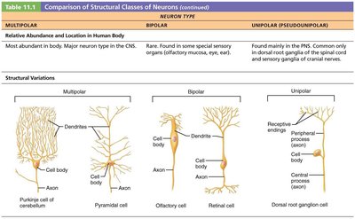Structural variations of neurons