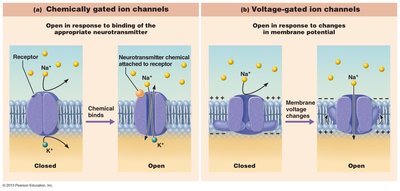 Chemically and voltage-gated ion channels