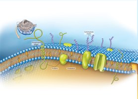 Structure of the plasma membrane