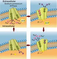 Sodium-potassium pump mechanism