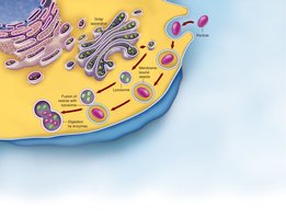 Phagocytosis process