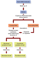Function of genes and flow of genetic information