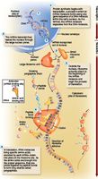 Protein synthesis: transcription and translation