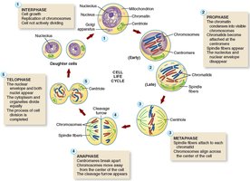 Cell life cycle and mitosis stages