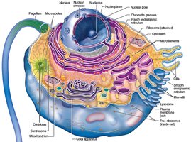 Labeled diagram of a typical animal cell with organelles