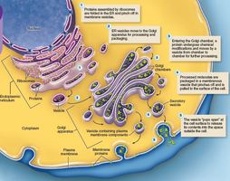 Golgi apparatus and protein export system