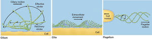 Movement patterns of cilia and flagella