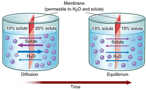 Diffusion through a membrane