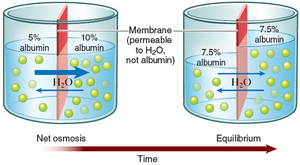 Osmosis across a membrane