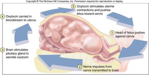 Positive feedback: childbirth and oxytocin