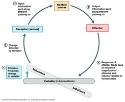 Diagram of homeostatic control system