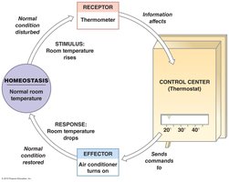 Room temperature regulation analogy for homeostasis