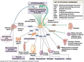 Hormonal regulation pathways