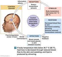 Negative feedback: body temperature falls