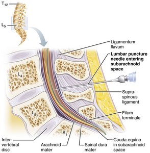 Spinal meninges layers