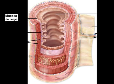 Cross-section of digestive tract wall highlighting mucosa