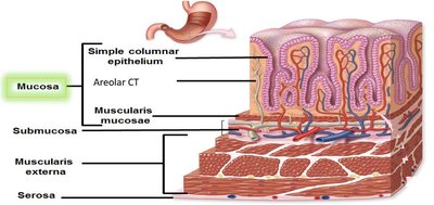 Layers of the digestive tract wall