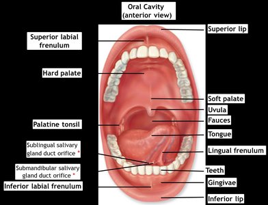 Anatomy of the oral cavity