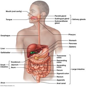 Diagram of the digestive system and accessory organs