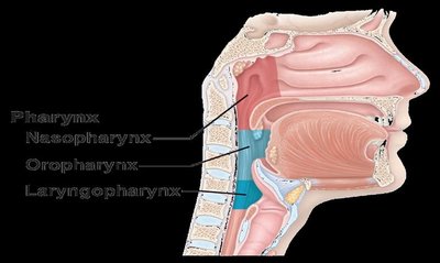 Regions of the pharynx