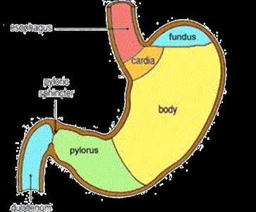 Stomach mucosa and gastric glands