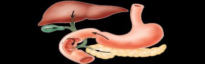 Digestive juices in the small intestine