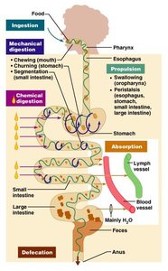 Digestive system process flow: ingestion, digestion, absorption, defecation