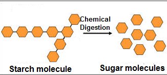 Chemical digestion of starch into sugar molecules