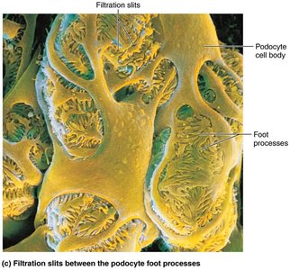 Filtration slits between podocyte foot processes