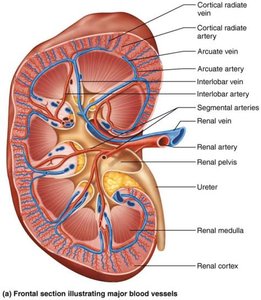 Diagram of kidney showing major blood vessels