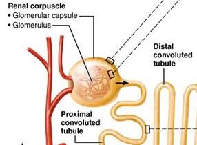 Diagram of glomerular capsule visceral layer with podocytes
