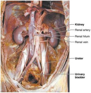 Dissection image showing the urinary system organs in situ