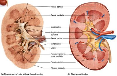Frontal section of kidney showing cortex, medulla, and pelvis