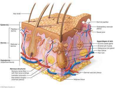 Diagram of skin structure showing epidermis, dermis, hypodermis, and appendages