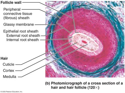 Photomicrograph of hair follicle cross-section