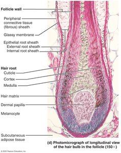 Photomicrograph of longitudinal view of hair bulb