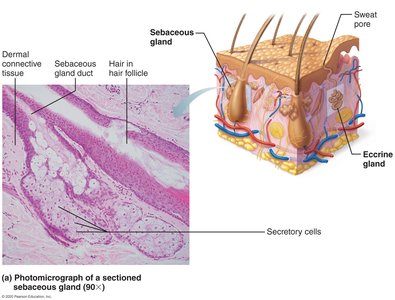 Photomicrograph and diagram of sebaceous gland