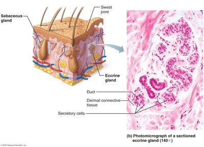 Photomicrograph and diagram of eccrine gland