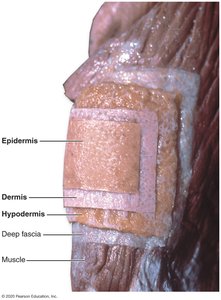 Photograph showing layers of skin: epidermis, dermis, hypodermis, deep fascia, muscle